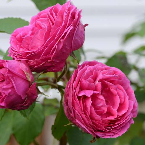  Rosa Mme Isaac Pereire - Old Shrub/Climbing Rose