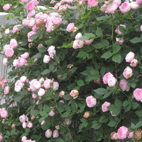  Rosa Mme Pierre Oger - Old Shrub Rose