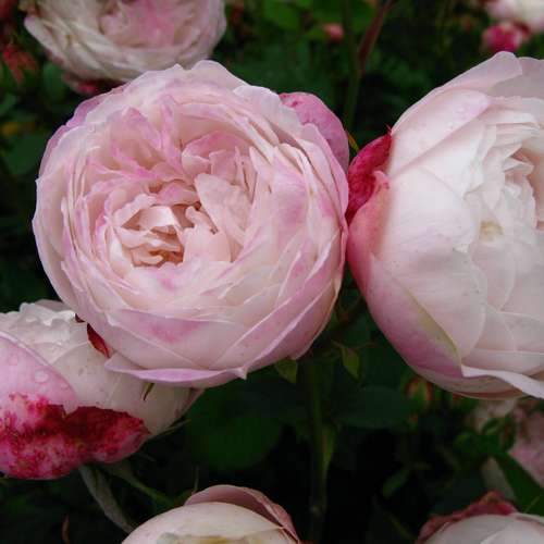  Rosa Mme Pierre Oger - Old Shrub Rose