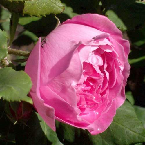  Rosa Mme Pierre Oger - Old Shrub Rose