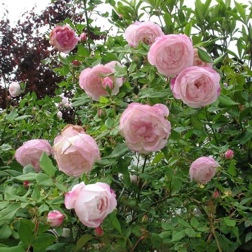  Rosa Mme Pierre Oger - Old Shrub Rose