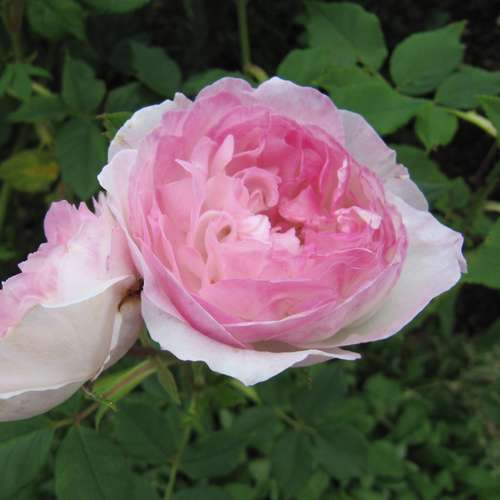  Rosa Mme Pierre Oger - Old Shrub Rose