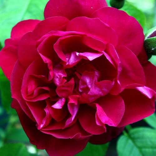  Rosa Mrs Anthony Waterer - Rugosa Rose
