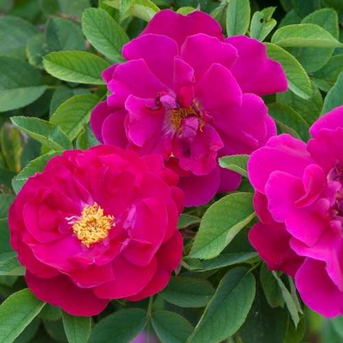  Rosa Mrs Anthony Waterer - Rugosa Rose
