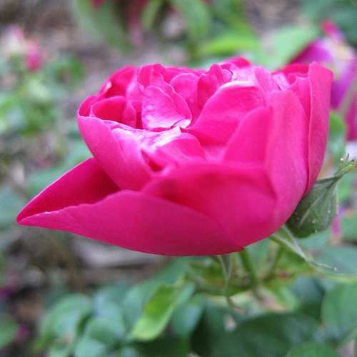 Rosa Mrs Anthony Waterer - Rugosa Rose