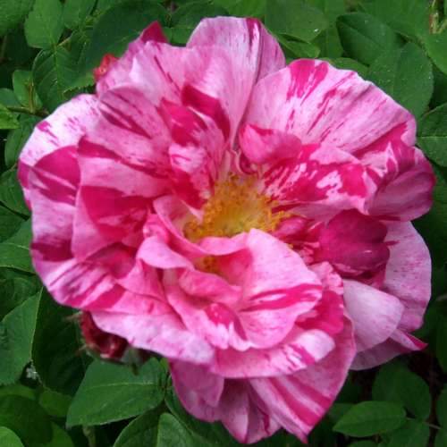  Rosa Mundi - Old Gallica Shrub Rose