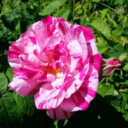  Rosa Mundi - Old Gallica Shrub Rose