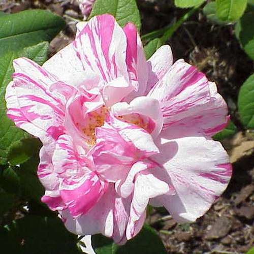  Rosa Mundi - Old Gallica Shrub Rose