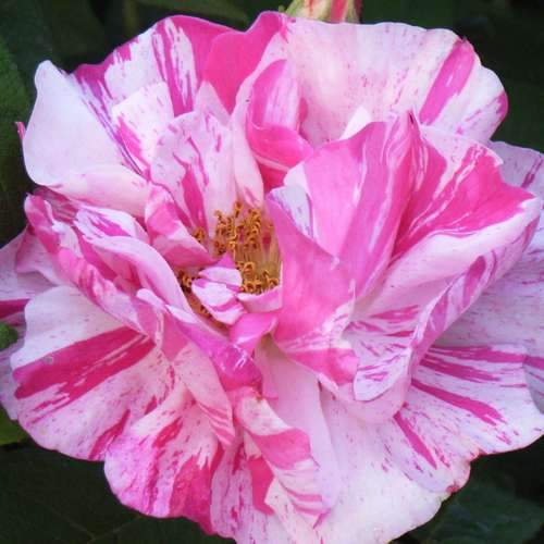  Rosa Mundi - Old Gallica Shrub Rose