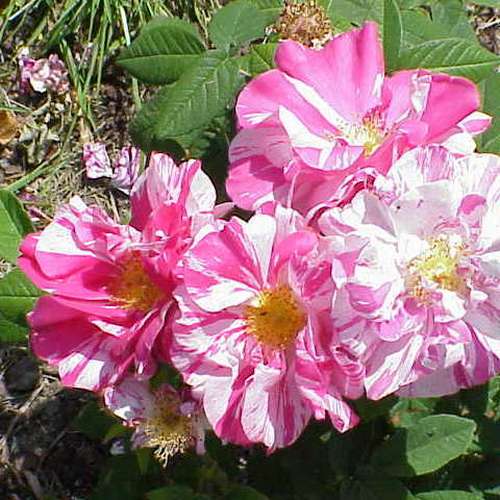  Rosa Mundi - Old Gallica Shrub Rose