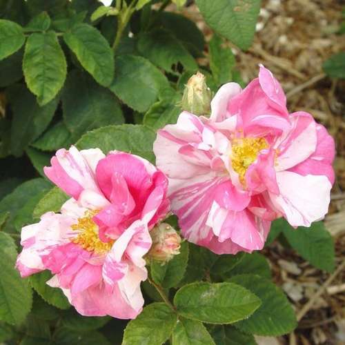  Rosa Mundi - Old Gallica Shrub Rose