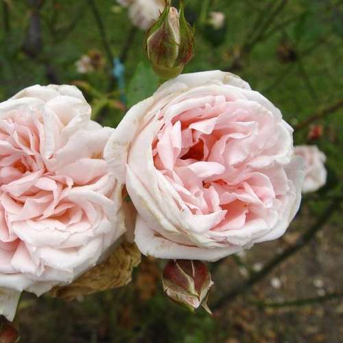  Rosa New Dawn - Climbing Rose