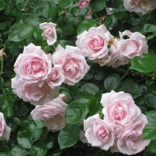  Rosa New Dawn - Climbing Rose