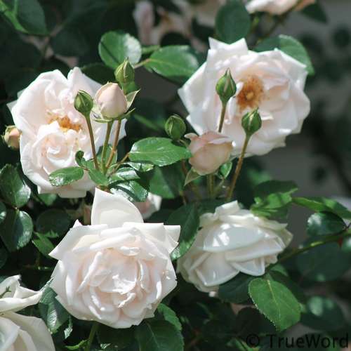  Rosa New Dawn - Climbing Rose