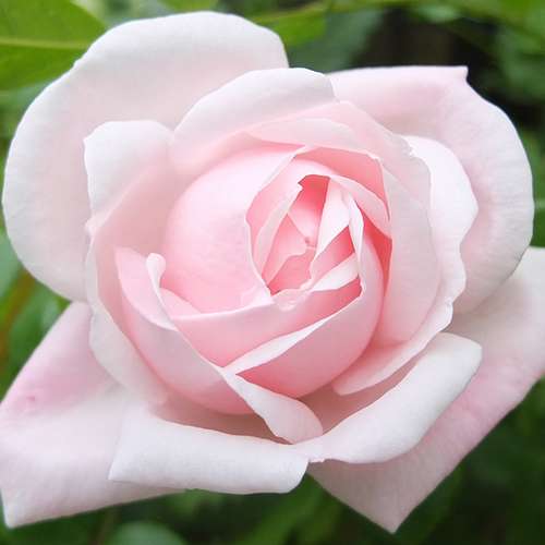  Rosa New Dawn - Climbing Rose