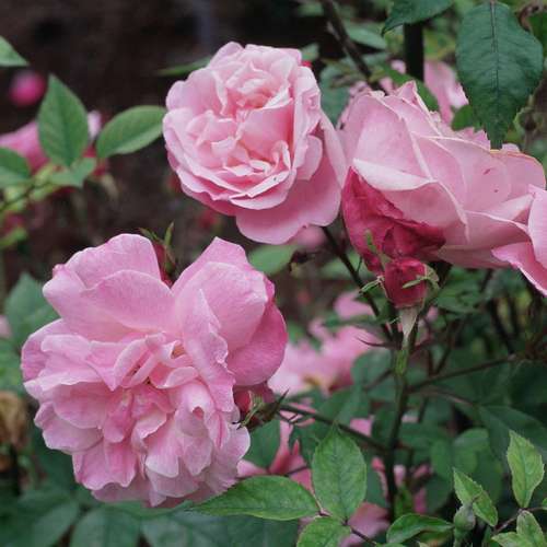  Rosa Old Blush China - Old Shrub Rose