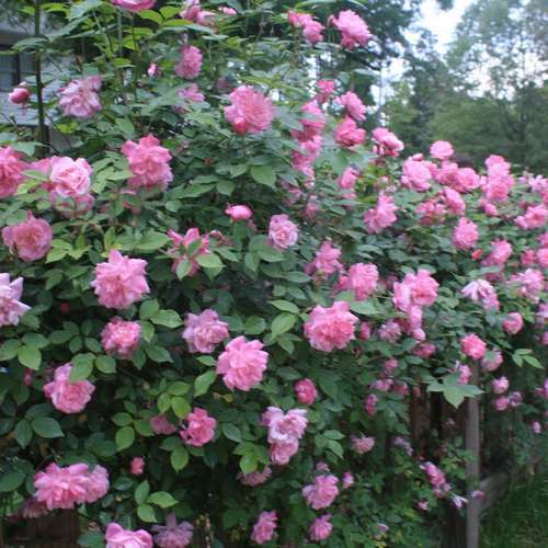 Rosa Old Blush China - Old Shrub Rose