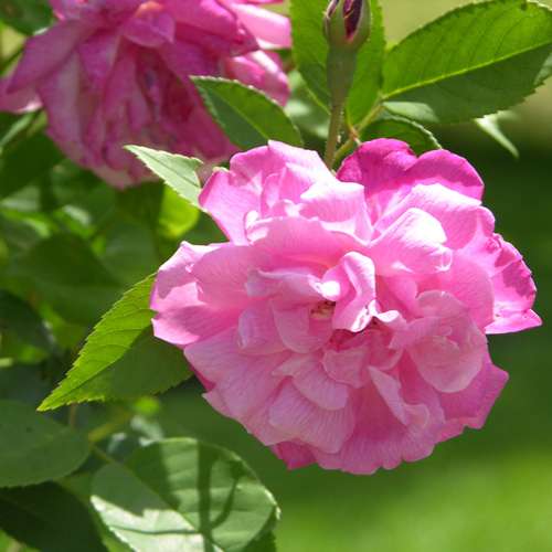  Rosa Old Blush China - Old Shrub Rose