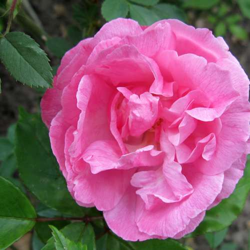 Rosa Old Blush China - Old Shrub Rose