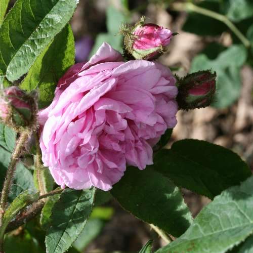  Rosa Old Pink Moss - Old Moss Shrub Rose