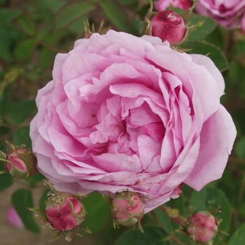  Rosa Old Pink Moss - Old Moss Shrub Rose