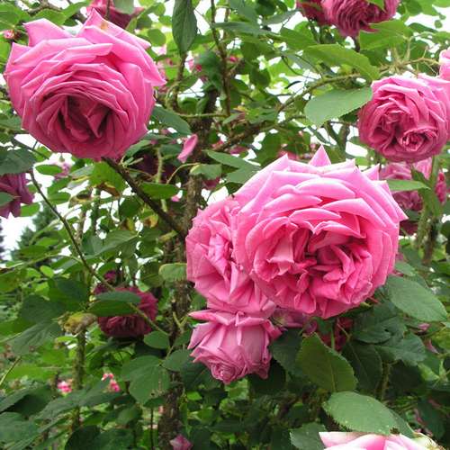  Rosa Old Pink Moss - Old Moss Shrub Rose
