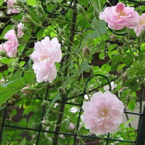 Rosa Paul's Himalayan Musk - Rambling Rose