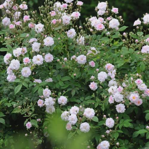  Rosa Paul's Himalayan Musk - Rambling Rose