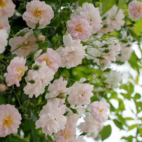  Rosa Paul's Himalayan Musk - Rambling Rose