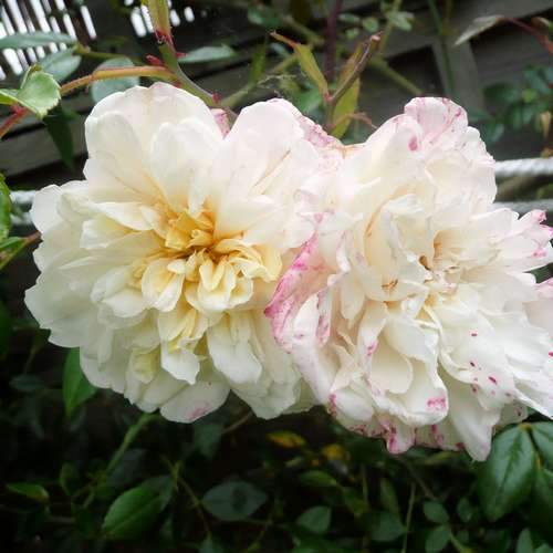  Rosa Paul's Himalayan Musk - Rambling Rose