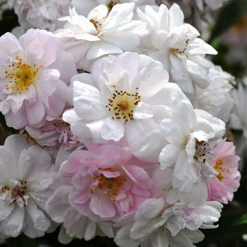  Rosa Paul's Himalayan Musk - Rambling Rose