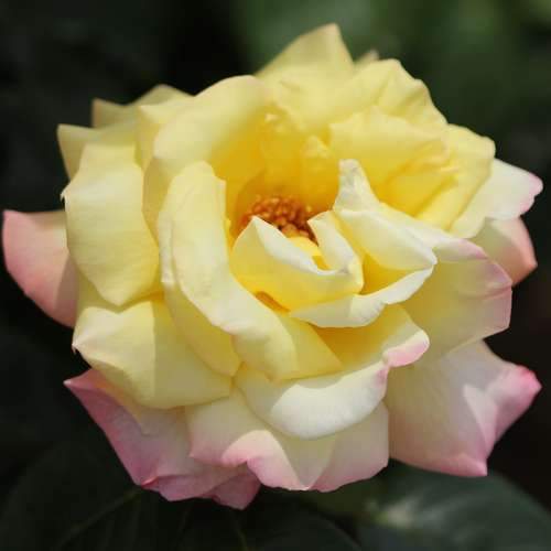  Rosa Peace - Hybrid Tea Shrub Rose