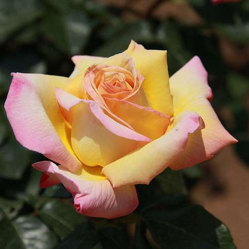  Rosa Peace - Hybrid Tea Shrub Rose