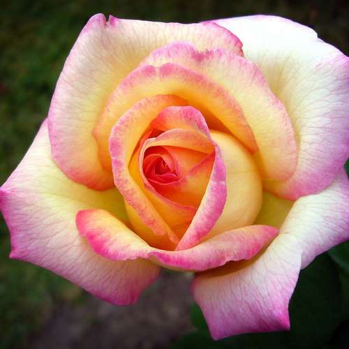  Rosa Peace - Hybrid Tea Shrub Rose