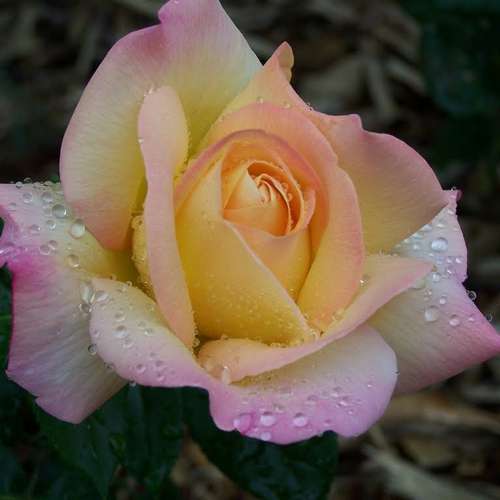  Rosa Peace - Hybrid Tea Shrub Rose