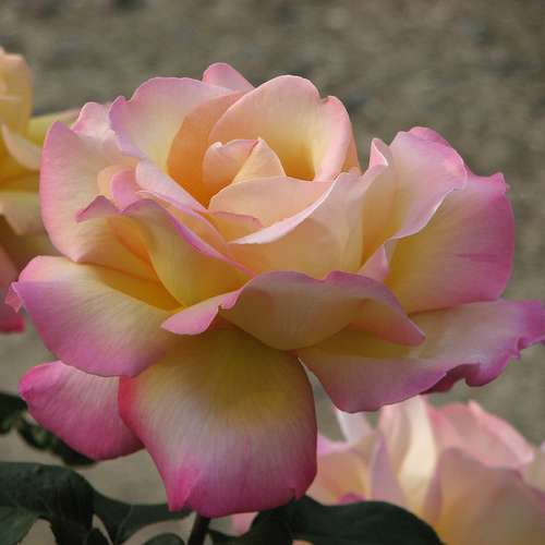  Rosa Peace - Hybrid Tea Shrub Rose
