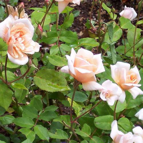  Rosa Perle D'Or - Old Shrub Rose