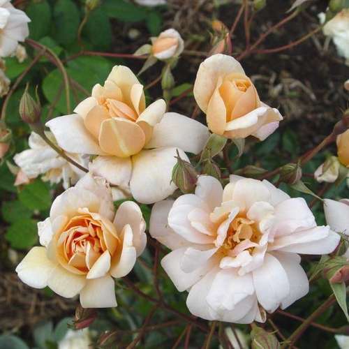  Rosa Perle D'Or - Old Shrub Rose