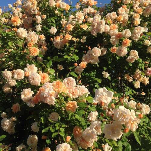  Rosa Perle D'Or - Old Shrub Rose