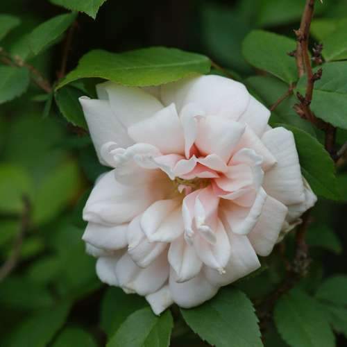  Rosa Perle D'Or - Old Shrub Rose
