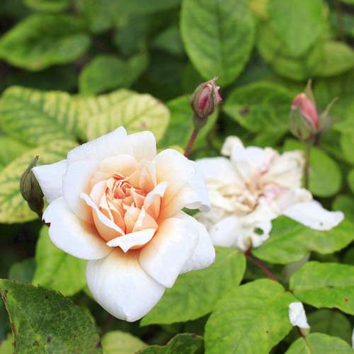  Rosa Perle D'Or - Old Shrub Rose