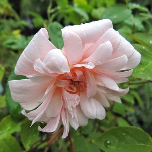 Rosa Perle D'Or - Old Shrub Rose