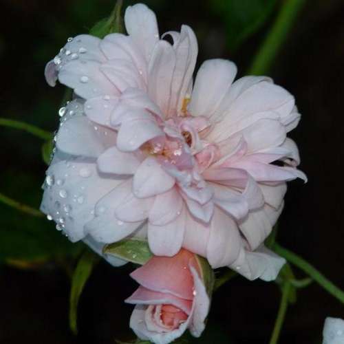  Rosa Perle D'Or - Old Shrub Rose