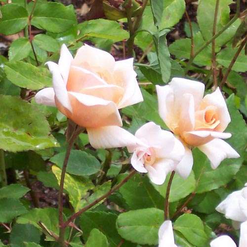  Rosa Perle D'Or - Old Shrub Rose