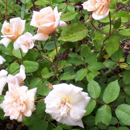  Rosa Perle D'Or - Old Shrub Rose