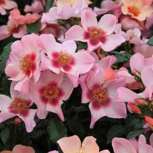  Rosa Persica For Your Eyes Only