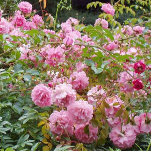  Rosa Persica Pheasant