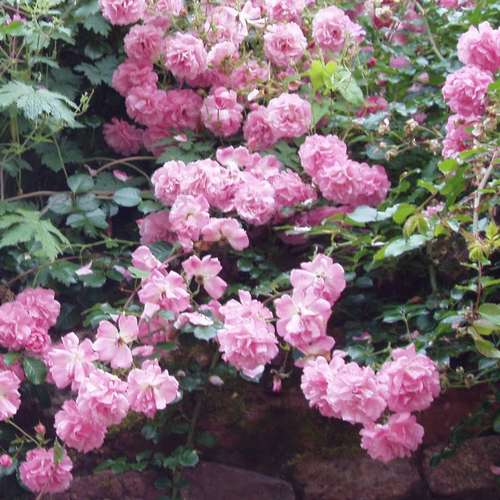  Rosa Persica Pheasant