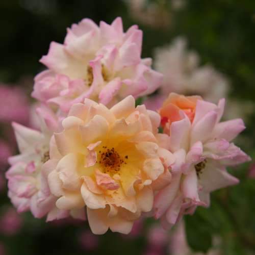  Rosa Phyllis Bide