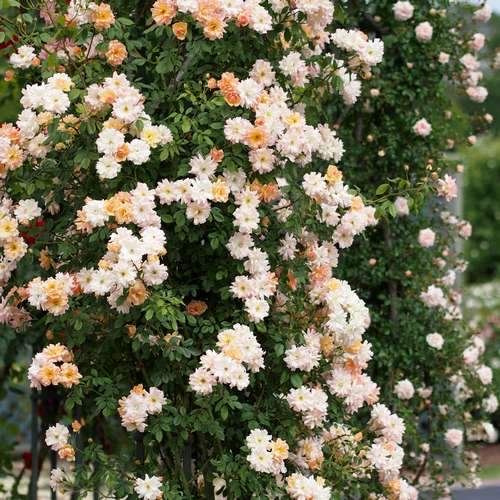  Rosa Phyllis Bide